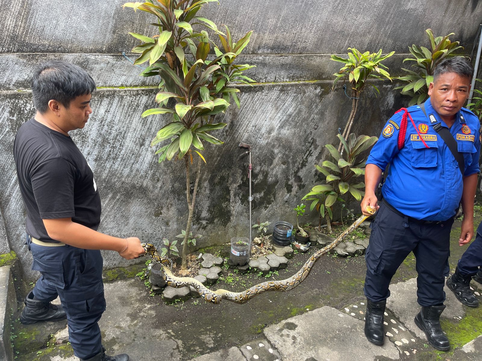 Evakuasi Ular Masuk Rumah 