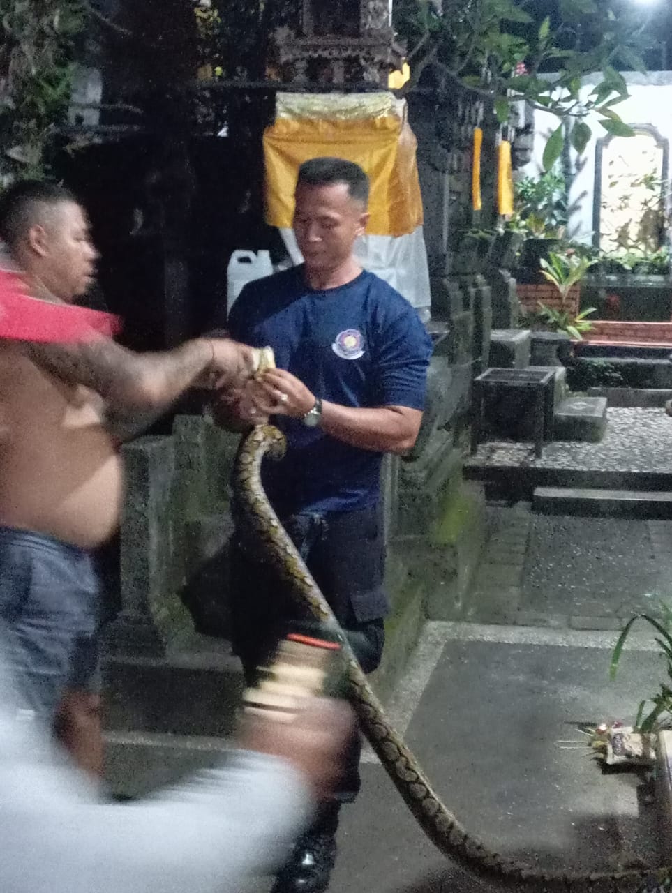 Penangkapan Ular Piton Jl Sedap Malam 