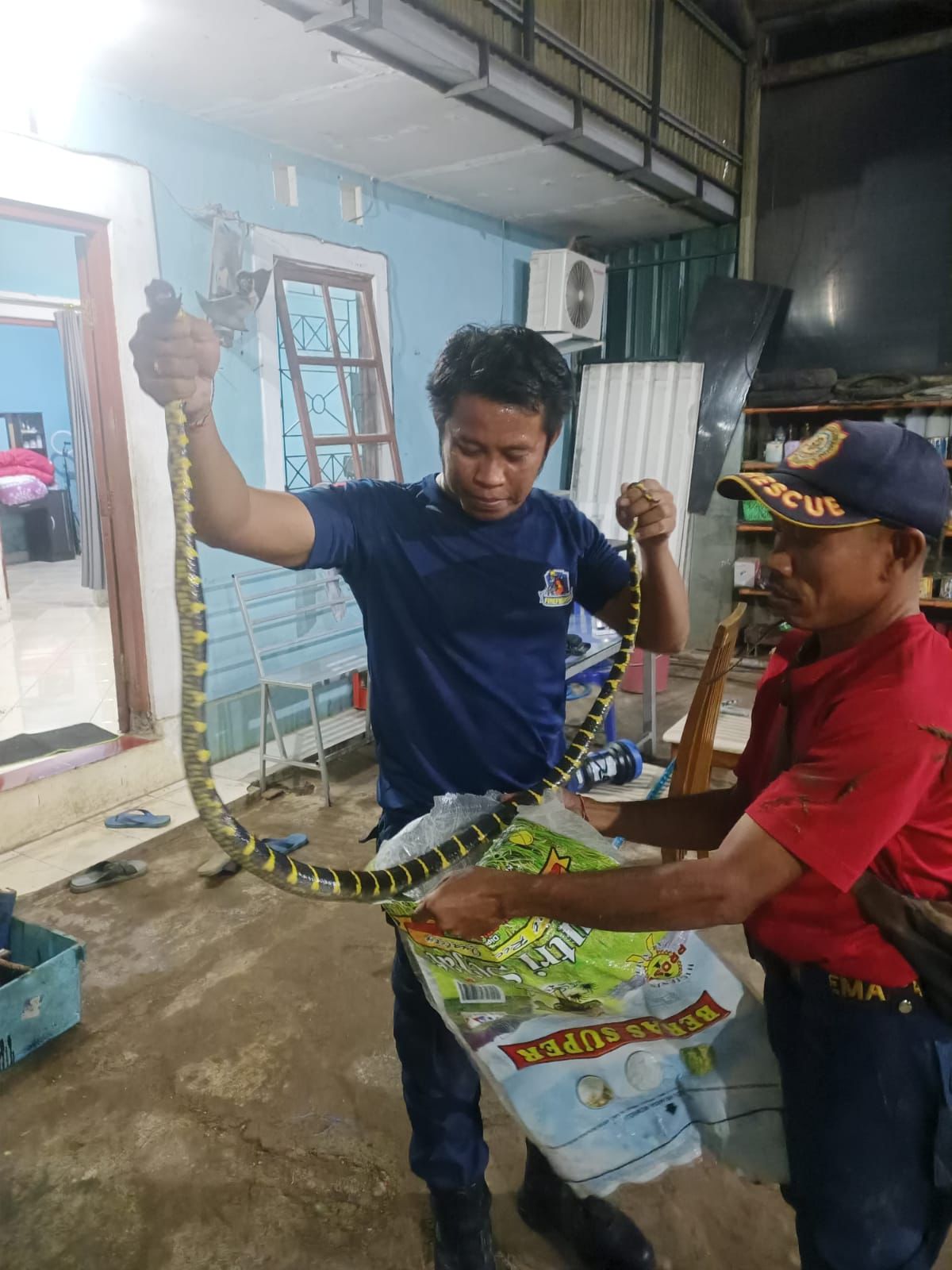 Warga Jl Sedap Malam Degegerkan kedatangan Ular Welang 