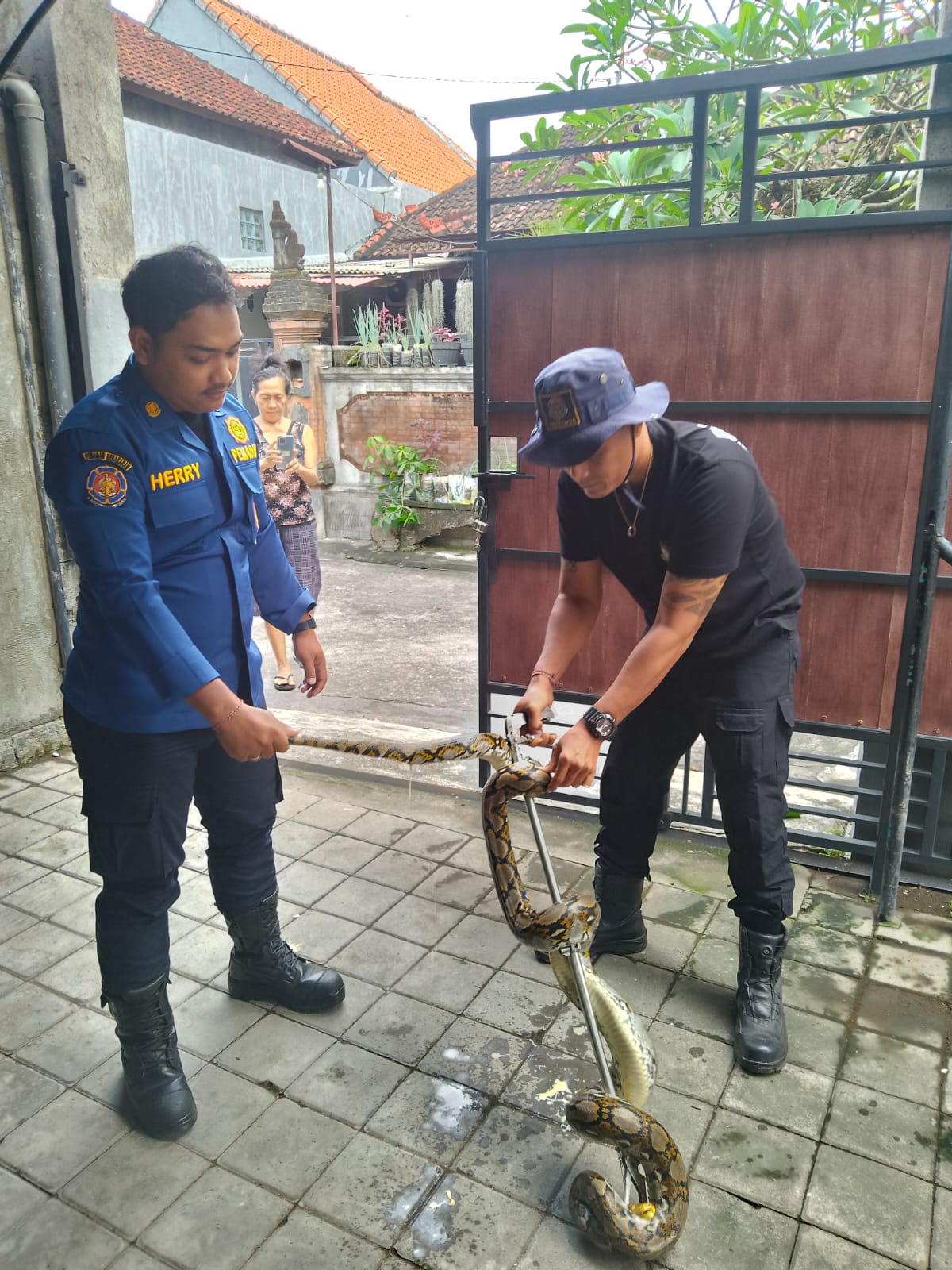 Penangakapan Ular Piton Jl Buana Raya 
