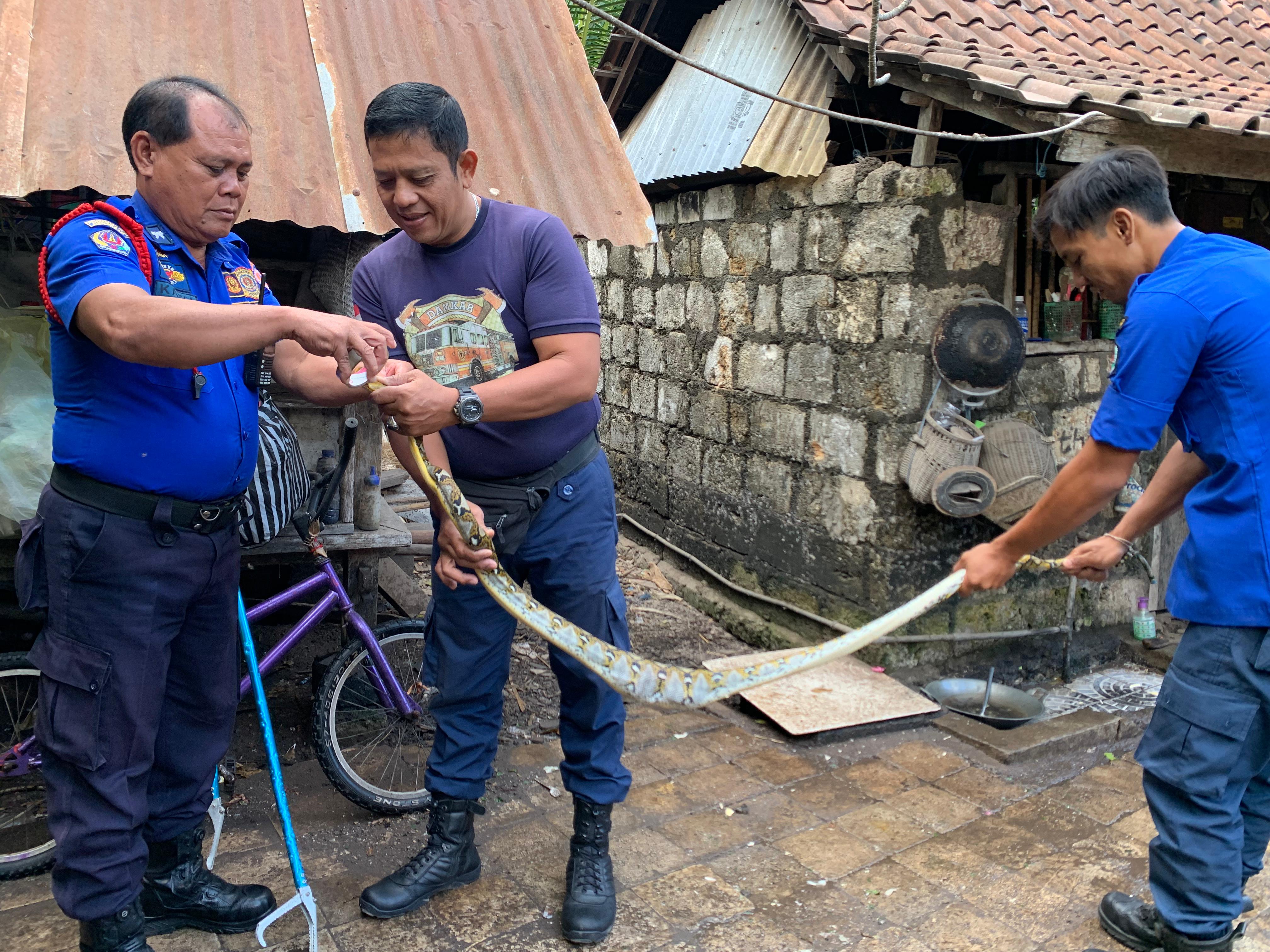 Penangkapan Ular Masuk Rumah Warga Jl Wanagiri Sanur