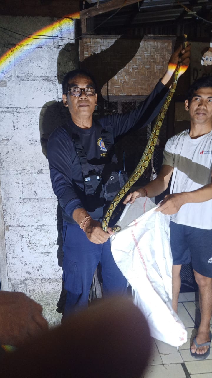 Penangkapan Ular Piton 