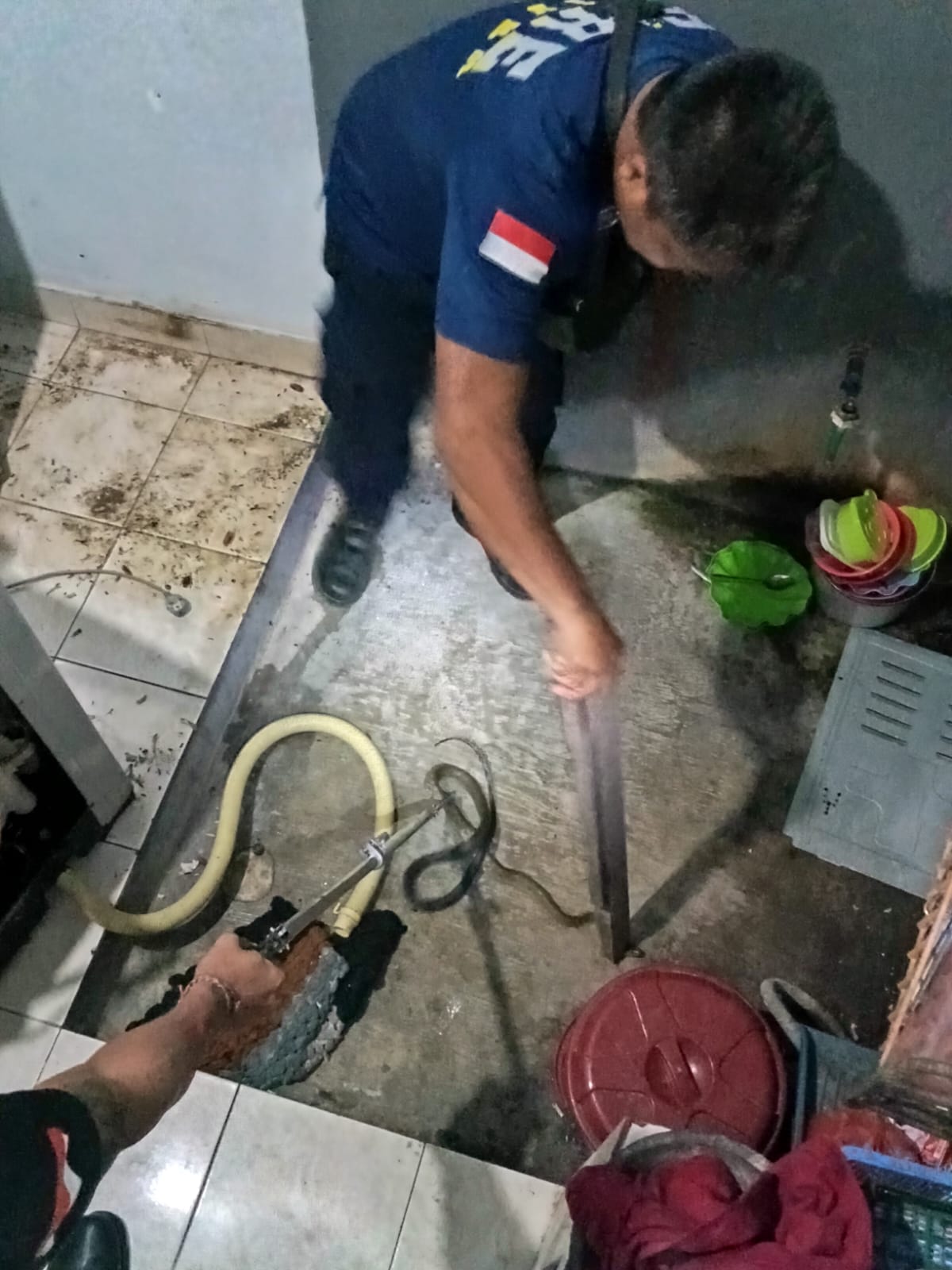Ular Coros Masuk Rumah Warga