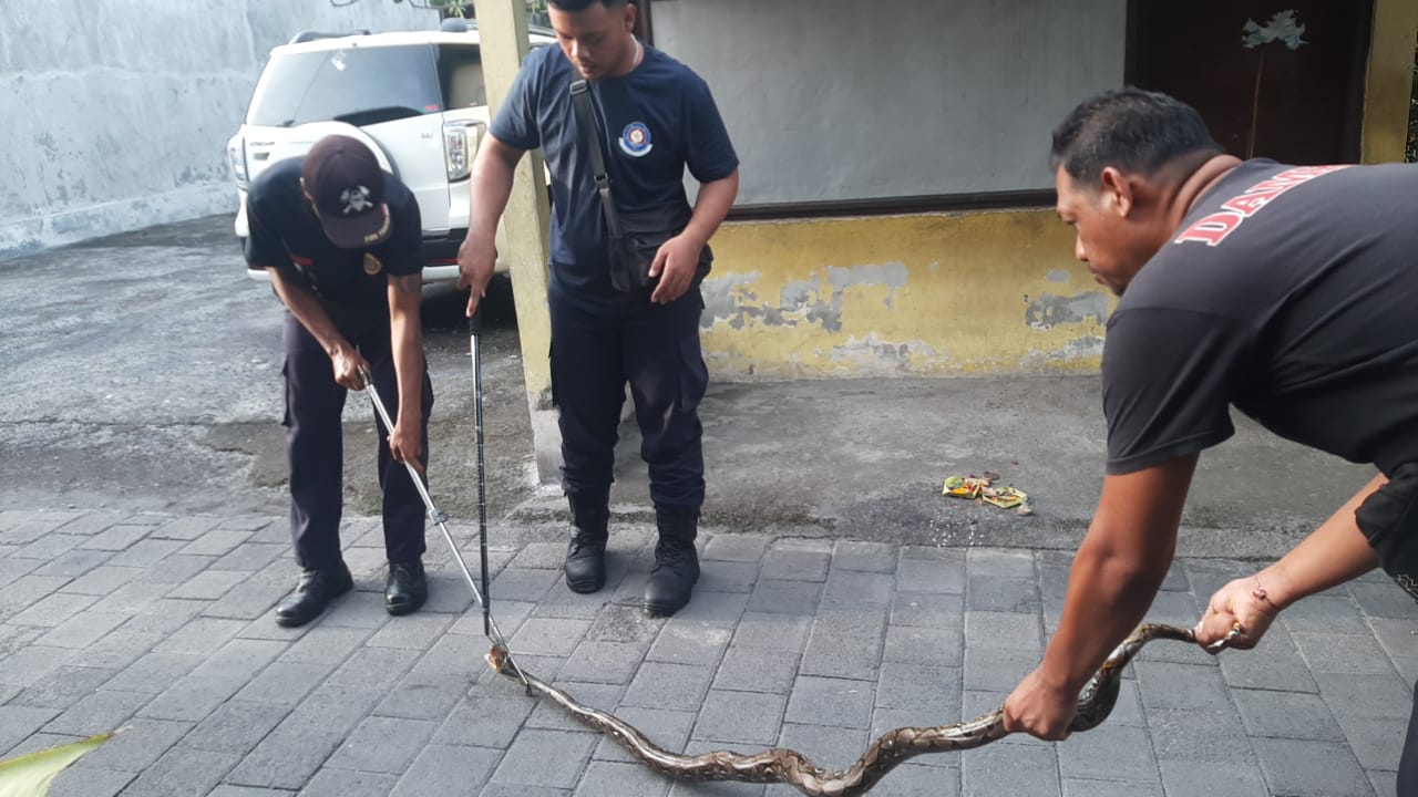 Penangan Ular Piton di Jl Gunung Guntur 