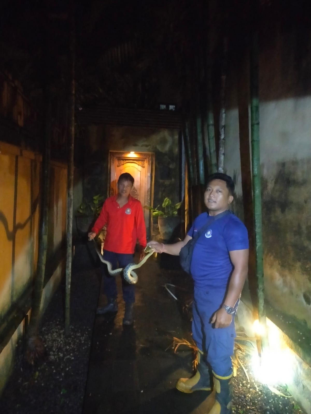 Musim Penghujan Ular Ukuran Besar Masuk Rumah Warga