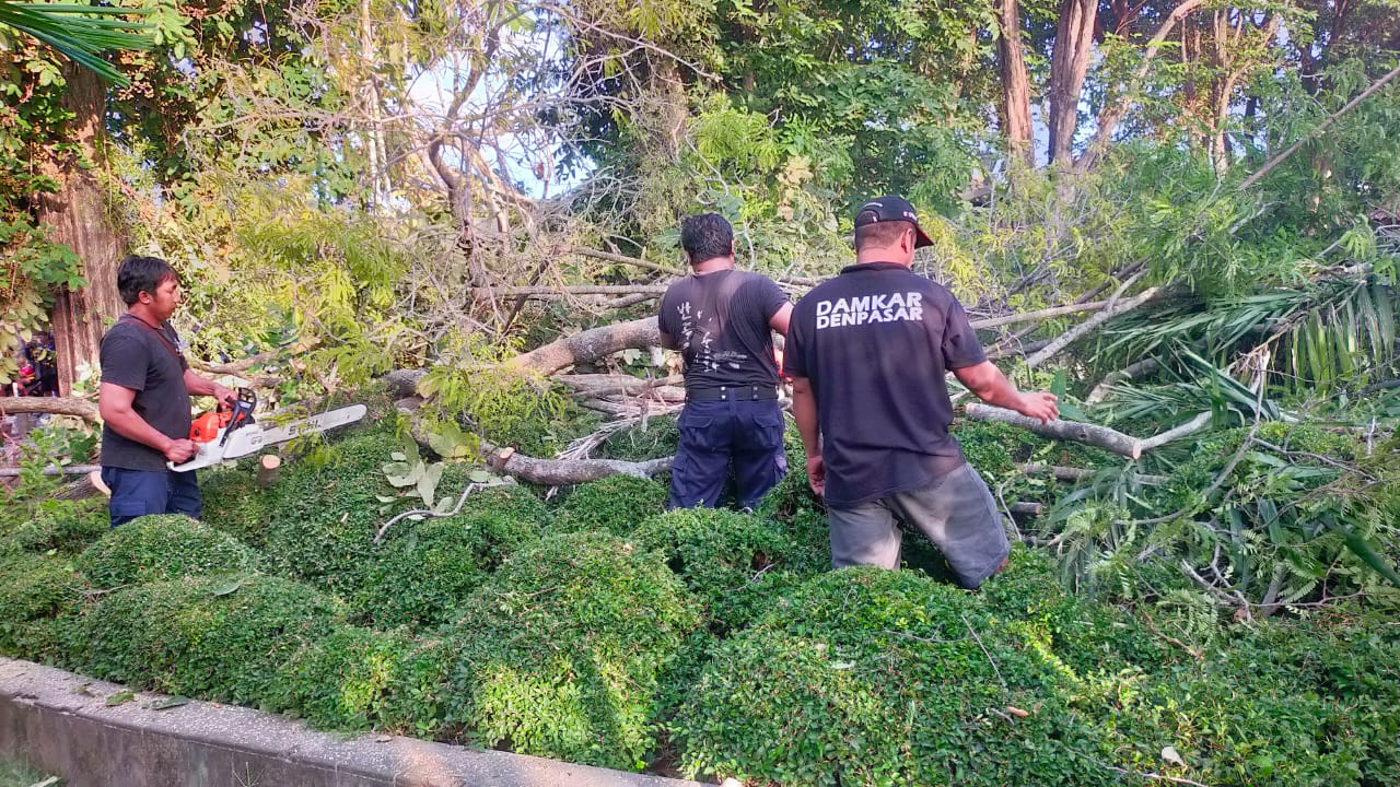 Akibat Angin Kencang Pohon Celagi Besar Depan Museum Bali Tumbang