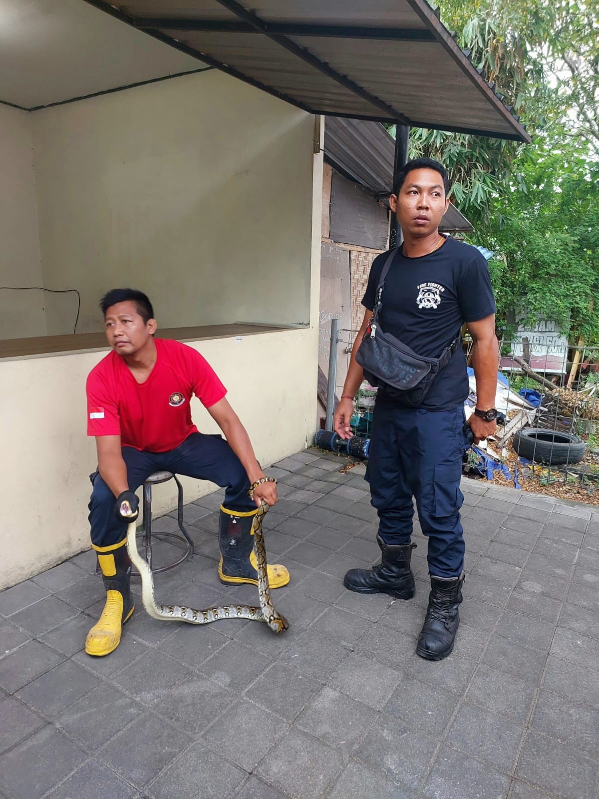Penangkapan Ular Masuk Rumah Warga 