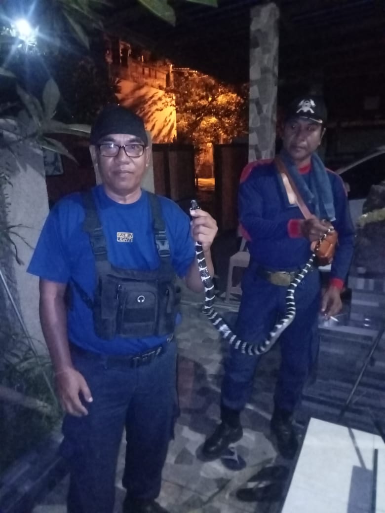 Ular Cincin Masuk Pekarangan Rumah Warga