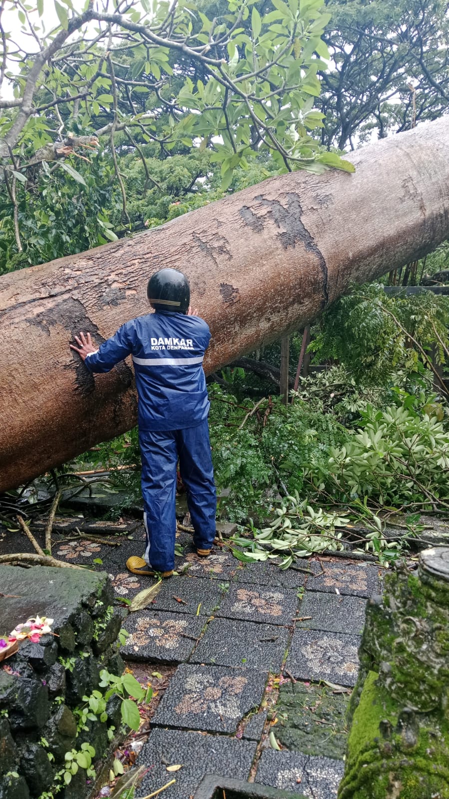 BEBERAPA POHON TUMBANG DI TERJAL ANGIN KENCANG DI WILANYAH DENPASAR 