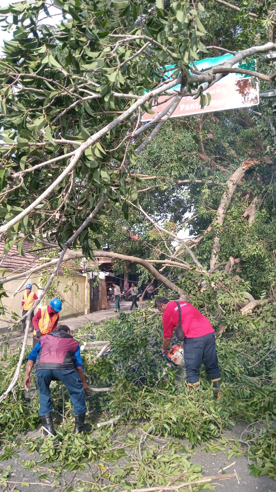 Pohon Tumbang Menghalangi Jalan Menuju Pantai Segara Ayu