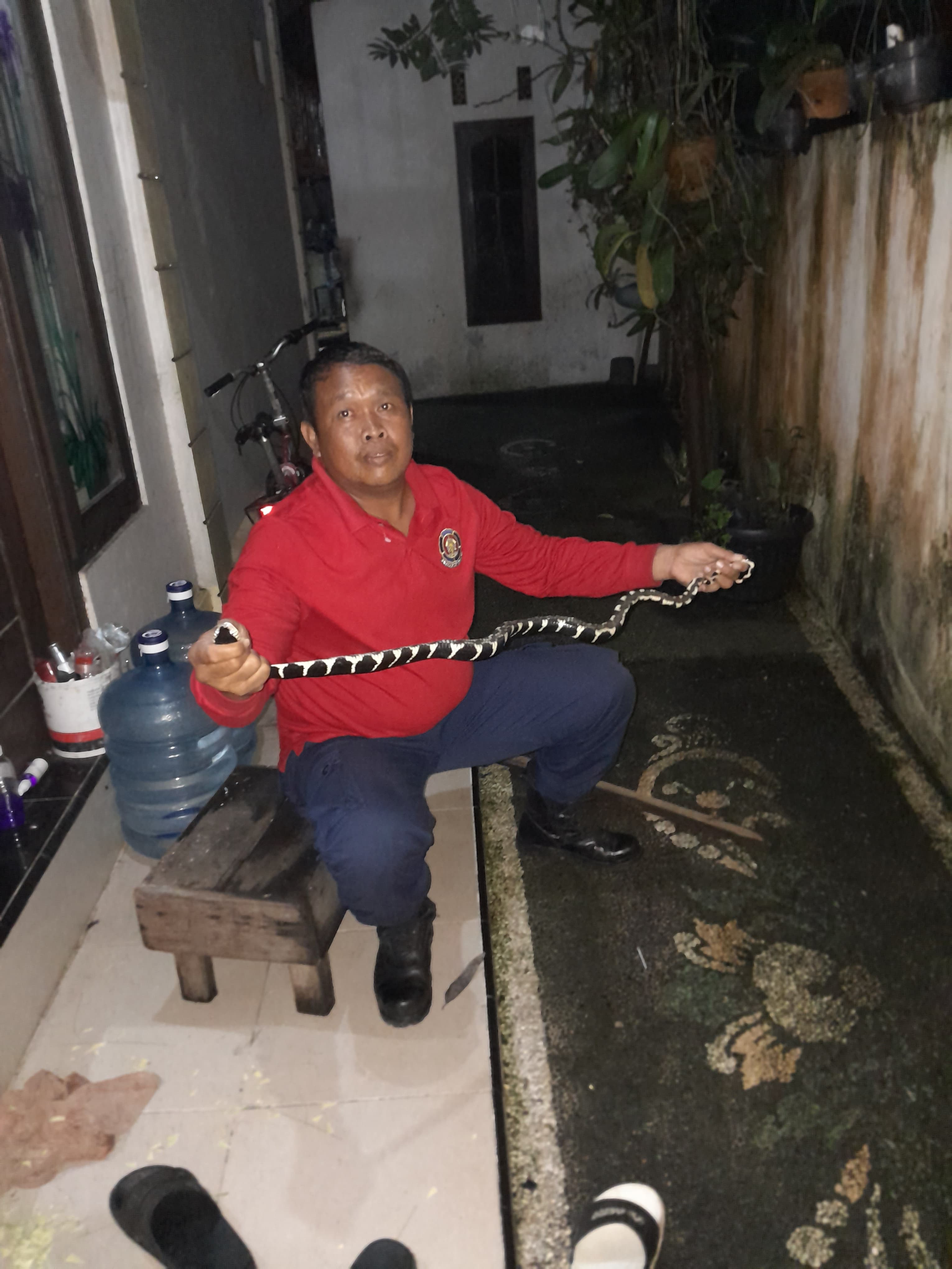 Evakuasi Ular Welang Jl Padma Penatih 