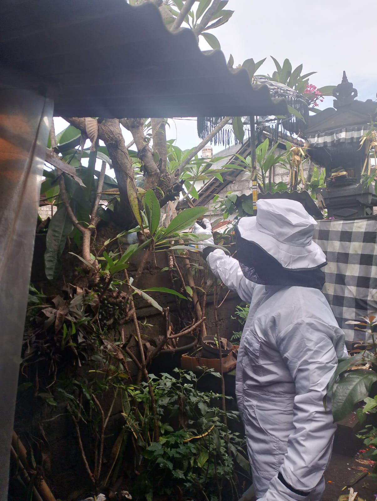 Penanganan Sarang Tawon di Rumah Warga Jl Ratna Denpasar 
